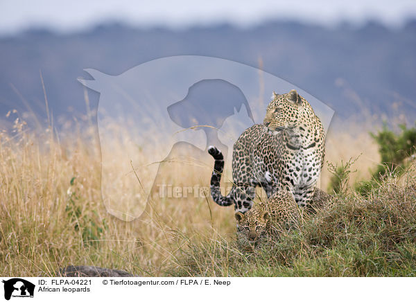 African leopards / FLPA-04221
