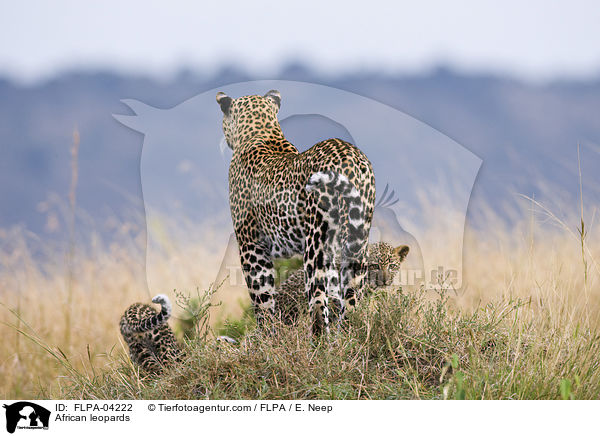 Afrikanische Leoparden / African leopards / FLPA-04222