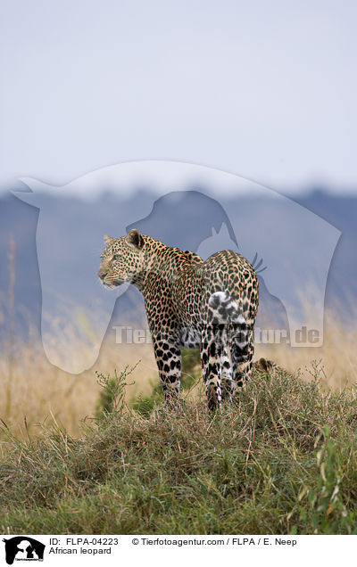 African leopard / FLPA-04223