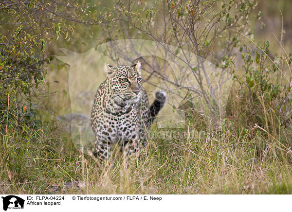 Afrikanischer Leopard / African leopard / FLPA-04224