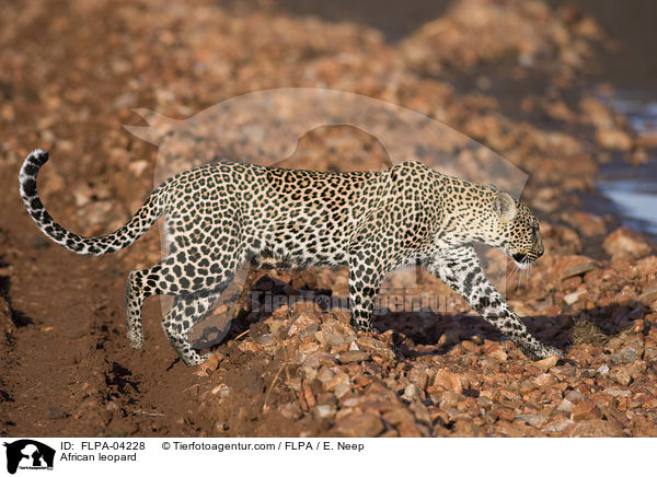 Afrikanischer Leopard / African leopard / FLPA-04228