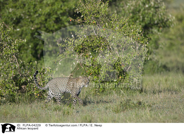 Afrikanischer Leopard / African leopard / FLPA-04229