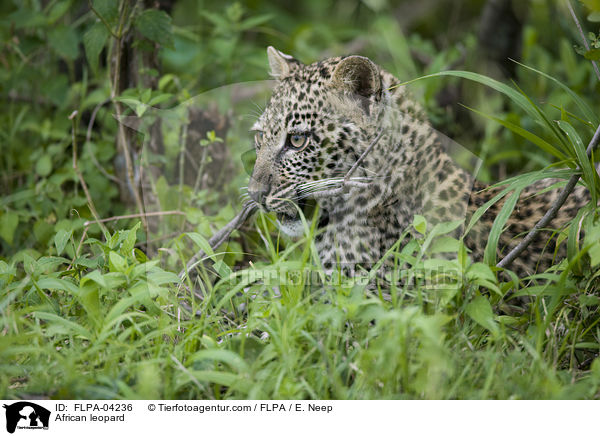 African leopard / FLPA-04236