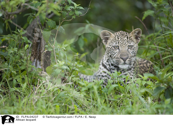 African leopard / FLPA-04237