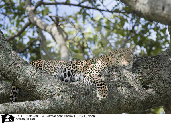 African leopard / FLPA-04238