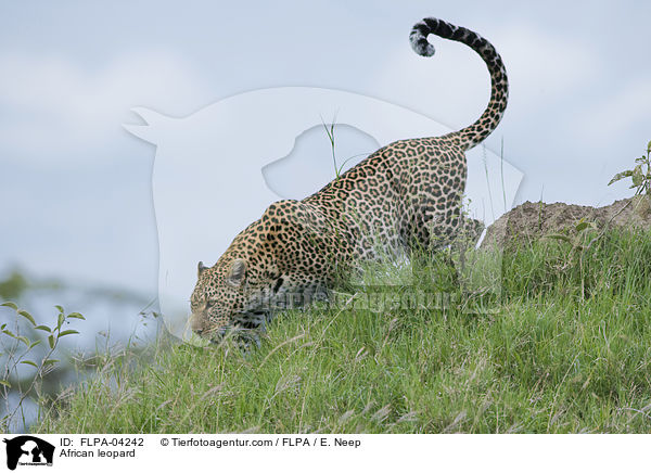 African leopard / FLPA-04242