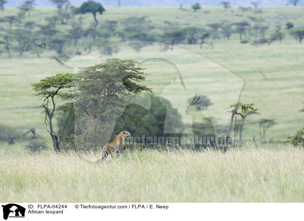 Afrikanischer Leopard / African leopard / FLPA-04244