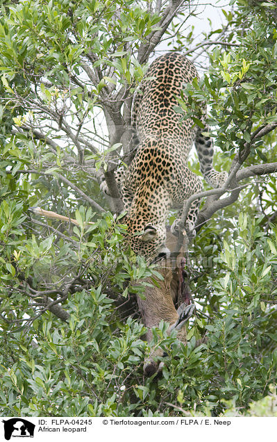Afrikanischer Leopard / African leopard / FLPA-04245