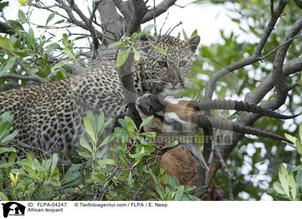 African leopard / FLPA-04247