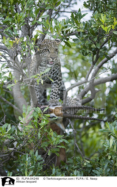 Afrikanischer Leopard / African leopard / FLPA-04248