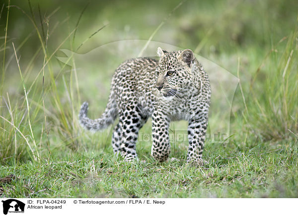 African leopard / FLPA-04249