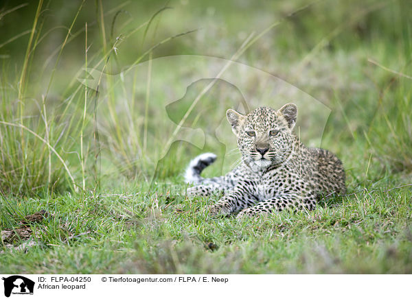 African leopard / FLPA-04250