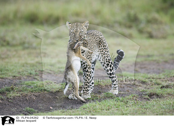 African leopard / FLPA-04262