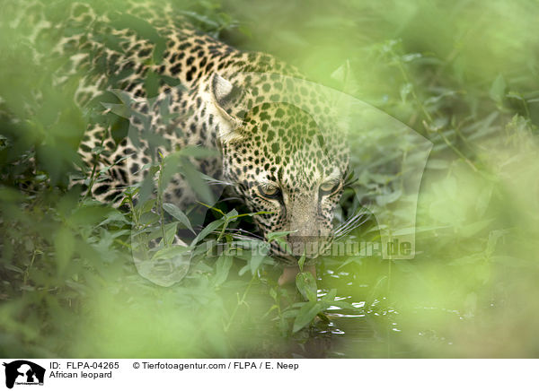 African leopard / FLPA-04265