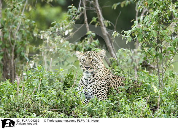 African leopard / FLPA-04266