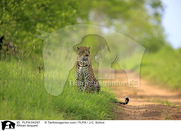 African leopard / FLPA-04297