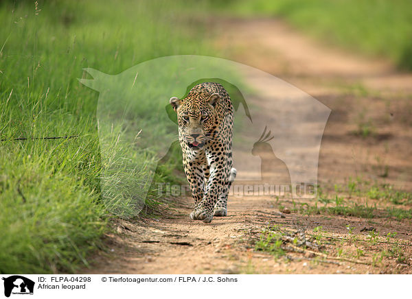 African leopard / FLPA-04298