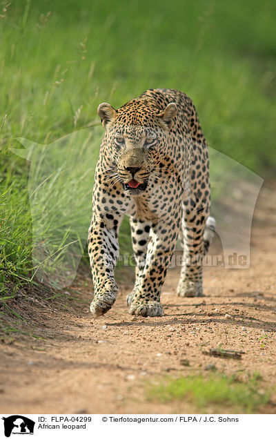 African leopard / FLPA-04299