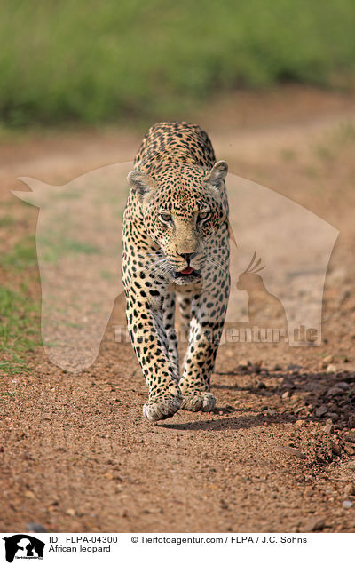 African leopard / FLPA-04300
