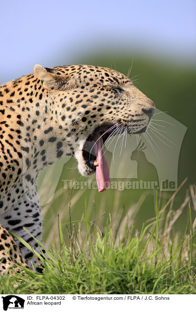 African leopard / FLPA-04302