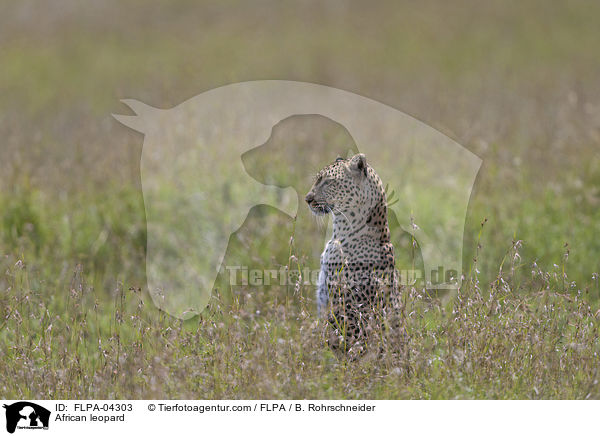 African leopard / FLPA-04303