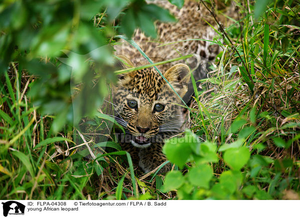 young African leopard / FLPA-04308