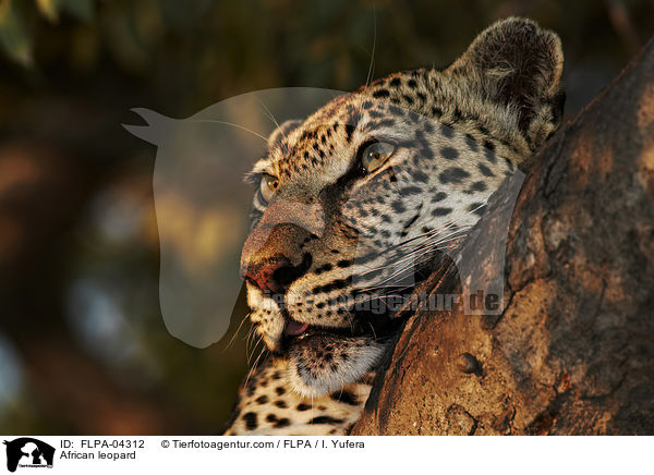African leopard / FLPA-04312