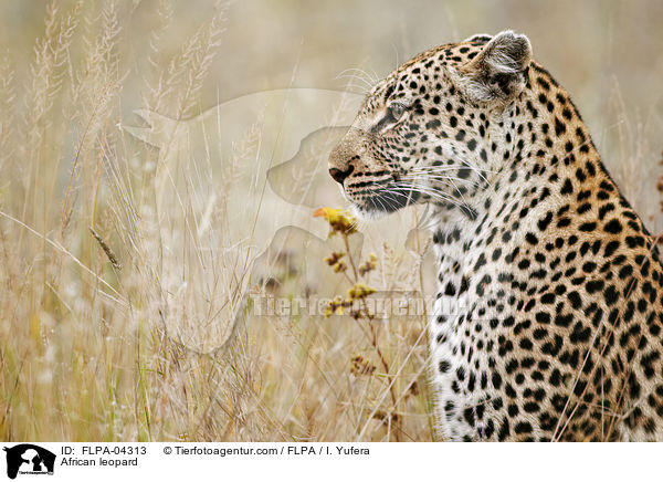African leopard / FLPA-04313