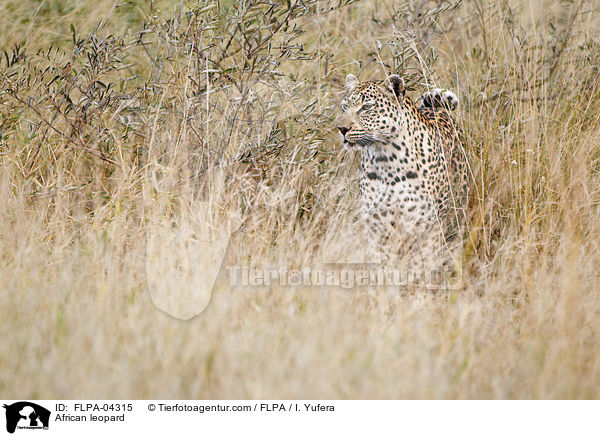 African leopard / FLPA-04315