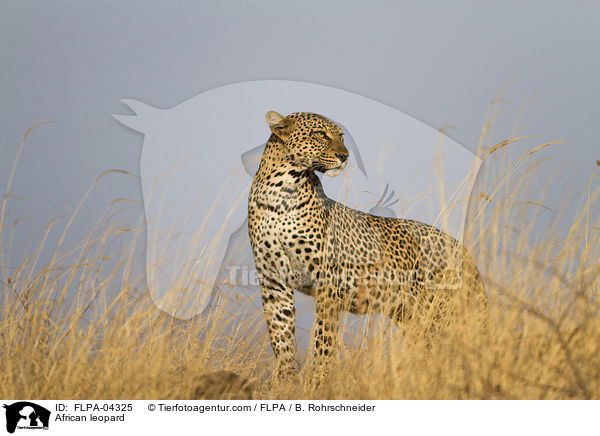 African leopard / FLPA-04325