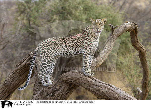 African leopard / FLPA-04327