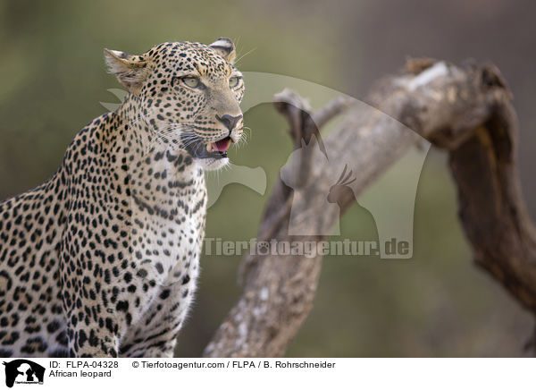 African leopard / FLPA-04328