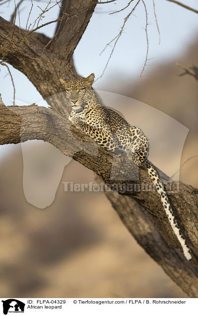 African leopard / FLPA-04329