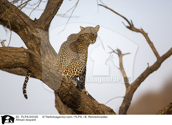 Afrikanischer Leopard / African leopard / FLPA-04330