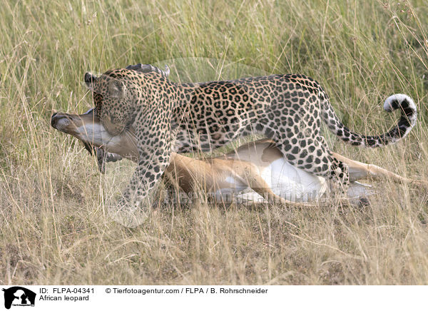 African leopard / FLPA-04341