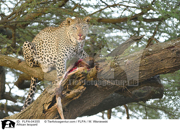 African leopard / FLPA-04355