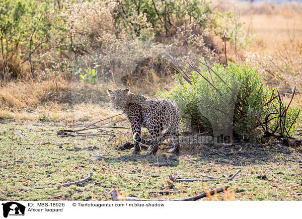 African leopard / MBS-18926