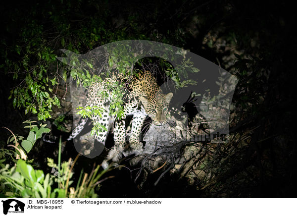 Afrikanischer Leopard / African leopard / MBS-18955