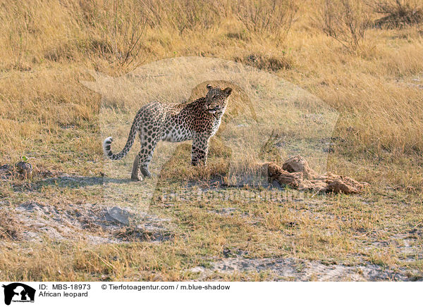 African leopard / MBS-18973