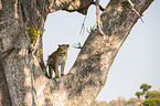 African leopard