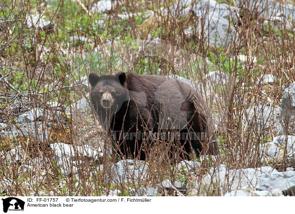 Amerikanischer Schwarzbr / American black bear / FF-01757