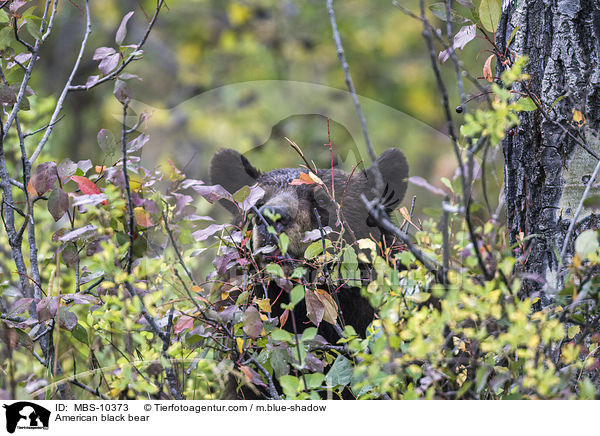 American black bear / MBS-10373