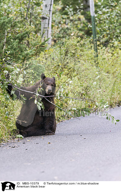 Amerikanischer Schwarzbr / American black bear / MBS-10379