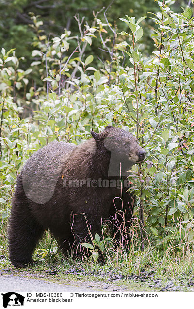 Amerikanischer Schwarzbr / American black bear / MBS-10380