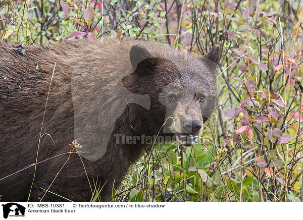 American black bear / MBS-10381