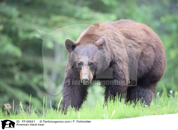 Amerikanischer Schwarzbr / American black bear / FF-06641