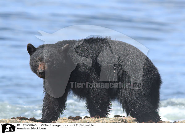Amerikanischer Schwarzbr / American black bear / FF-06645