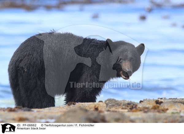Amerikanischer Schwarzbr / American black bear / FF-06662