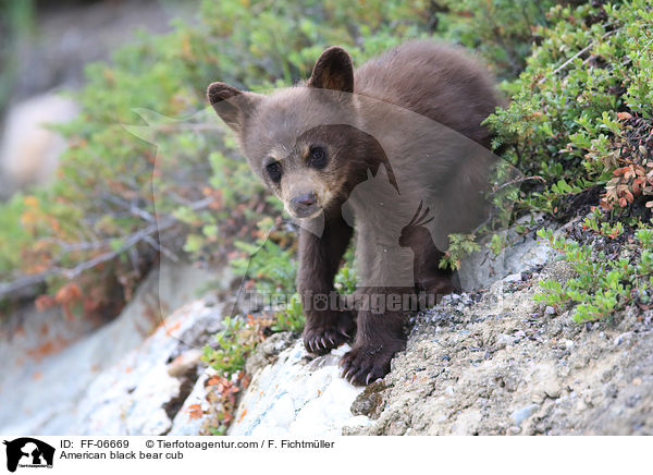 junger Amerikanischer Schwarzbr / American black bear cub / FF-06669