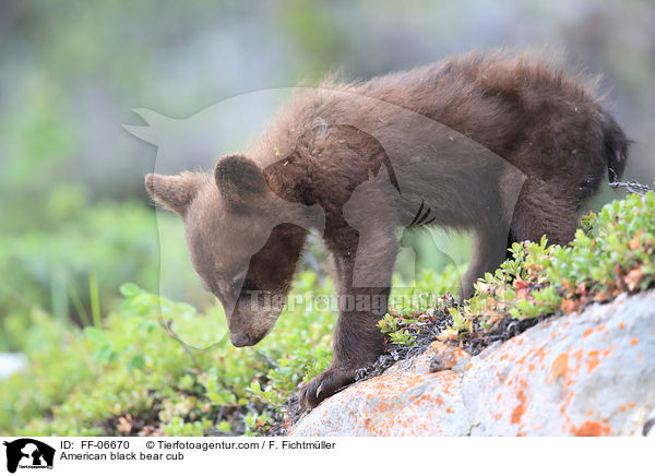 junger Amerikanischer Schwarzbr / American black bear cub / FF-06670